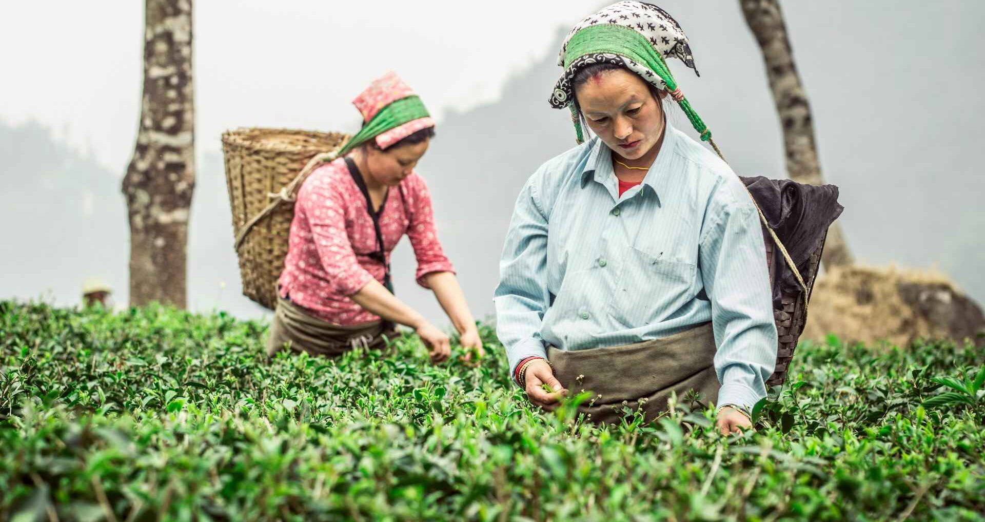 Darjeeling
  