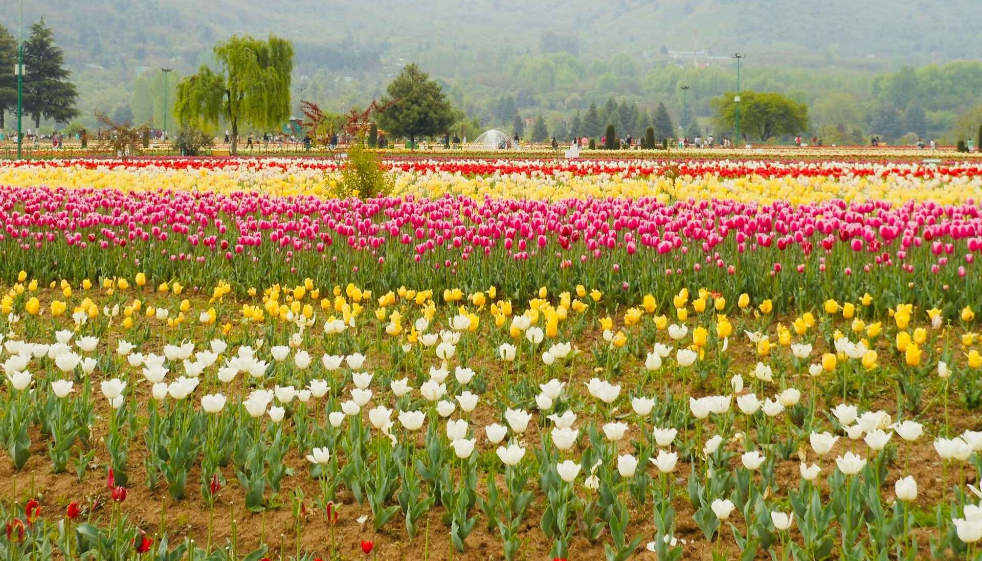 Tulip gardan