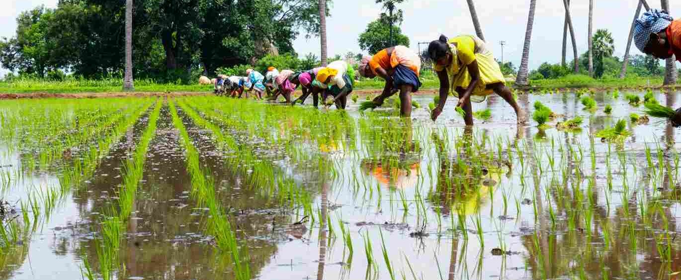 agriculture