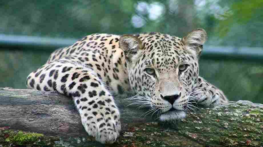 Himalayan Leopard