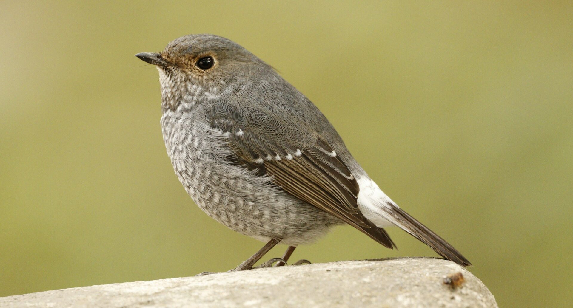 चकराता में घूमने की जगह