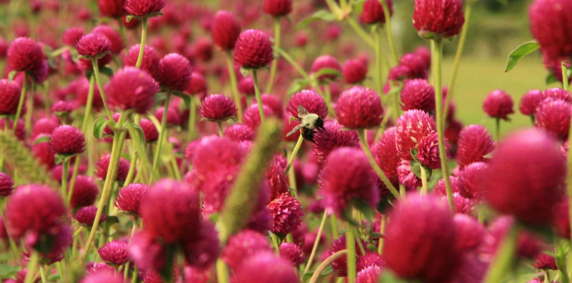 flower vally