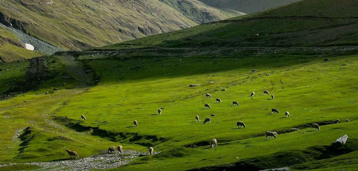 sheep